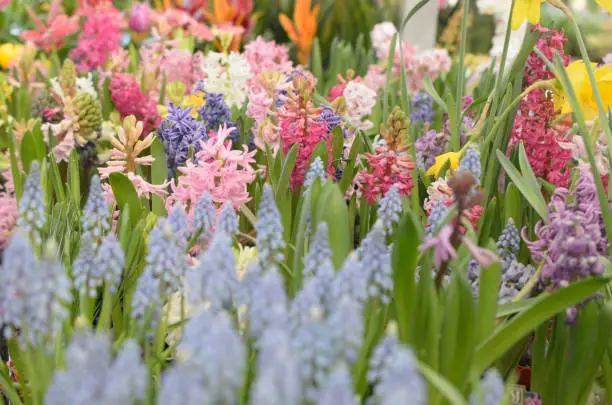 Photo of Many flowers of blue and white red and yellow.