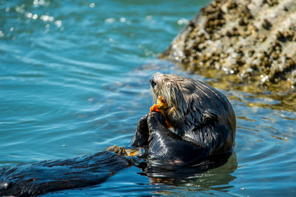 istock Close-up of Sea Otter Eating Shellfish 936603670
