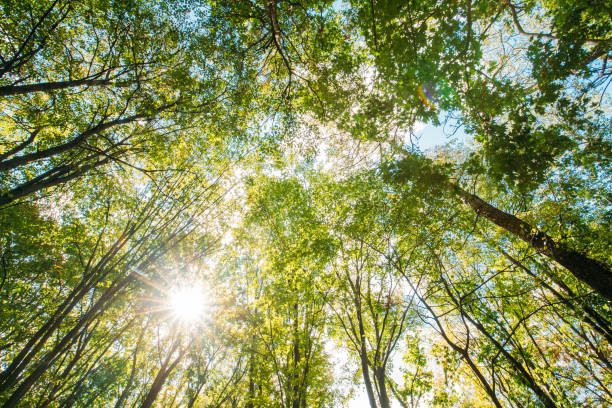 istock Spring Sun Shining Through Canopy Of Tall Trees. Sunlight In Tropical Forest, Summer Nature. Upper Branches Of Different Deciduous Trees 936603678