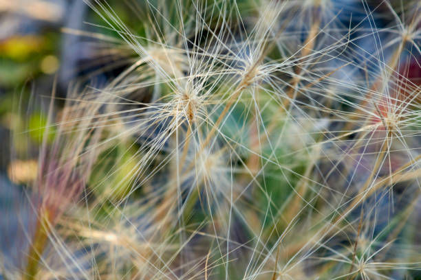 istock Stem of a plant on a blurred background 936603690