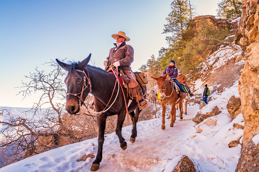 Ranger leads a group of tourists on a mule ride adventure tour on the Bright Angel Trail in Grand Canyon National Park, South Rim, Arizona, USA.