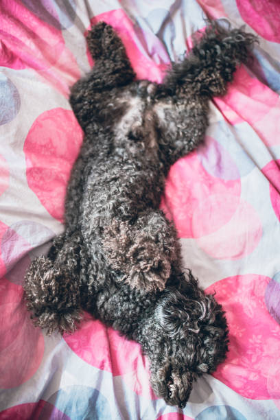 istock Black poodle dog enjoying a nap 936604446