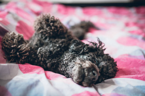 Black poodle dog enjoying a nap