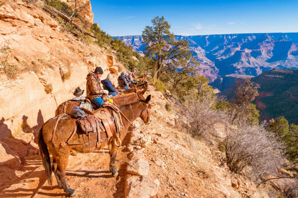 les gens sur la mule ride tour aventure dans le grand canyon en arizona, états-unis - mule grand canyon canyon riding photos et images de collection