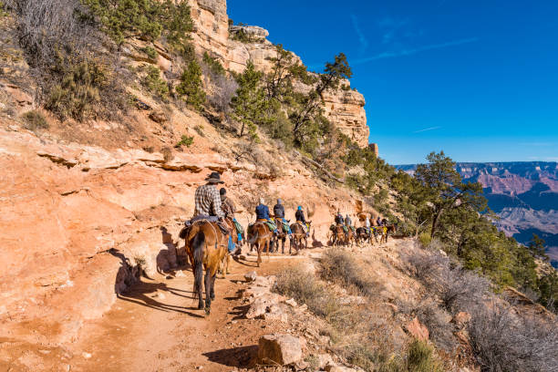 People on mule ride adventure tour in Grand Canyon Arizona USA Group of tourists take part in a mule ride adventure tour led by rangers on the Bright Angel Trail in Grand Canyon National Park, South Rim, Arizona, USA. south rim stock pictures, royalty-free photos & images