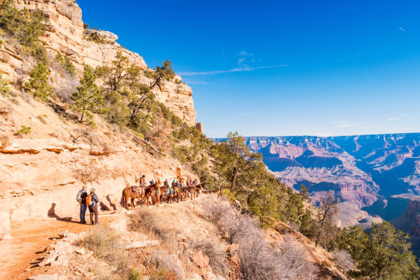 les gens sur la mule ride tour aventure dans le grand canyon en arizona, états-unis - mule grand canyon canyon riding photos et images de collection