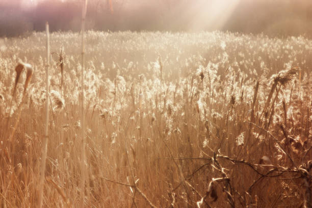 istock Swamp with dried reed in sunset. 936610412