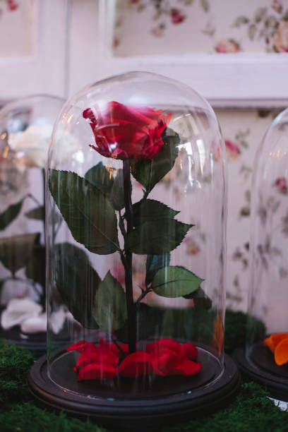 istock Roses under a glass cap on flower market 936610574