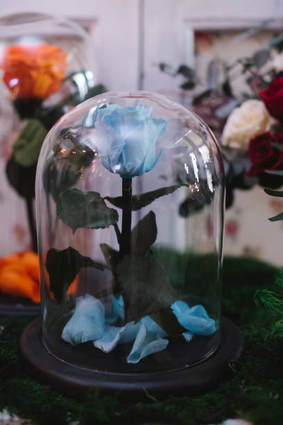istock Roses under a glass cap on flower market 936610734