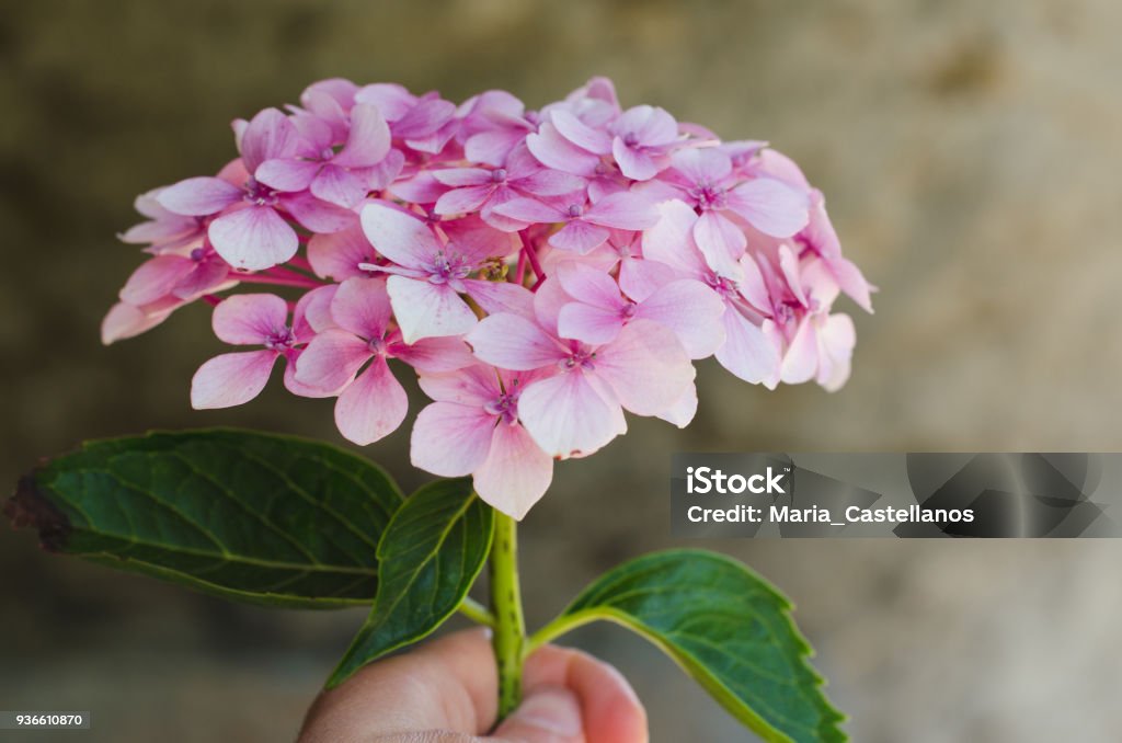 Hydrangea flower in hand with defocused natural background. Advertisement Stock Photo
