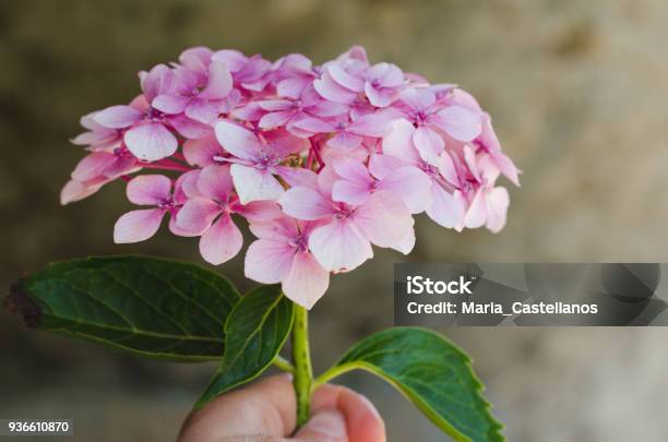 Hydrangea Flower In Hand With Defocused Natural Background Stock Photo - Download Image Now