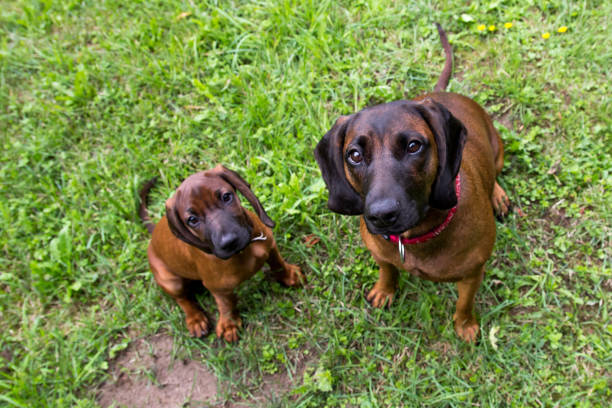 Bavarian scent hound with puppy Bavarian scent hound with young daughter playing outside. hound stock pictures, royalty-free photos & images