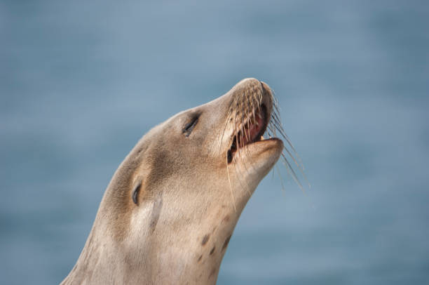 istock Close-up of Wild California Sea Lion Vocalizing 936611708