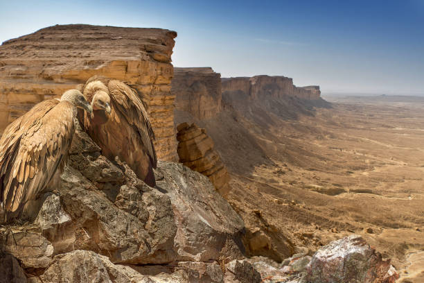 sępy na pustyni - extreme terrain eroded snow landscape zdjęcia i obrazy z banku zdjęć