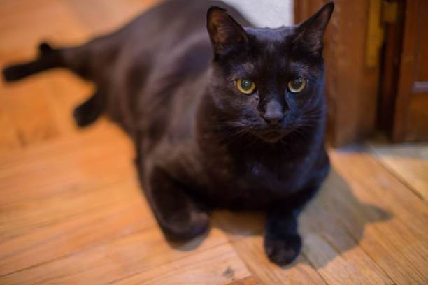 istock Black cat with yellow eyes at home 936612374