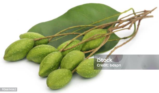 Fresh Green Medicinal Haritaki Fruits Stock Photo - Download Image Now - Fruit, Cut Out, White Background
