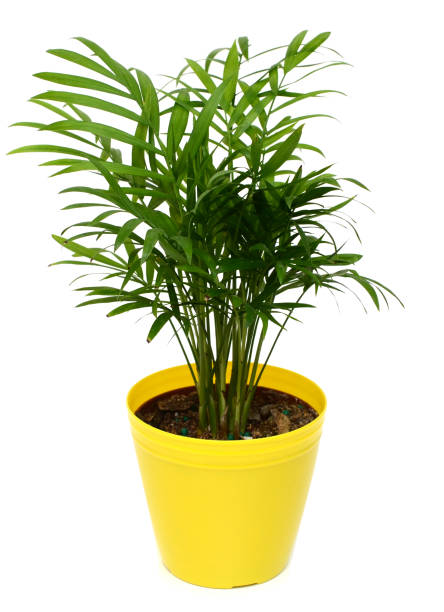 istock Palm plant in the pot on white 936615018