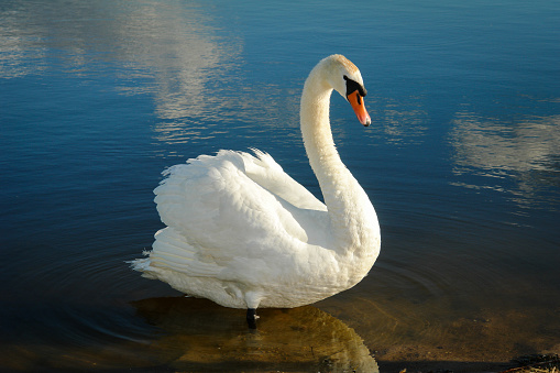 Two Swans feeding together