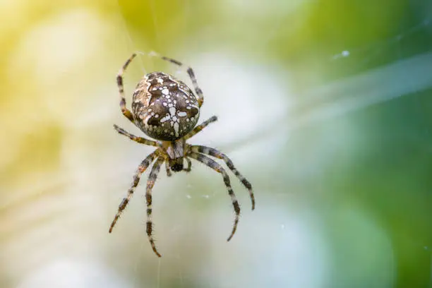 A large female of garden-spider brown is sitting in the center of its web