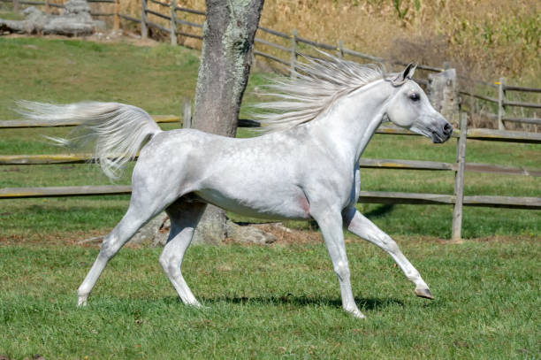 istock Horse Running Stretched Out with Mane and Tail Flying, Action 936619162