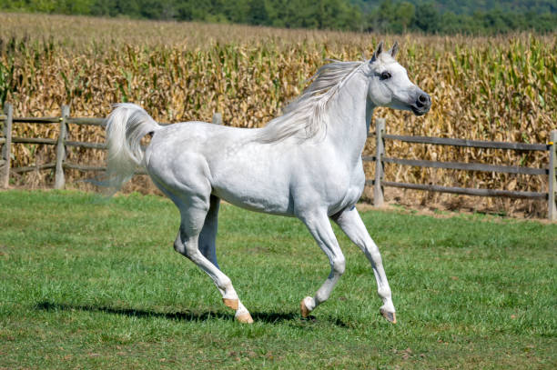 側面図、美しい白いアラビアスタリオンを動いている馬 - arabian horse ストックフォトと画像