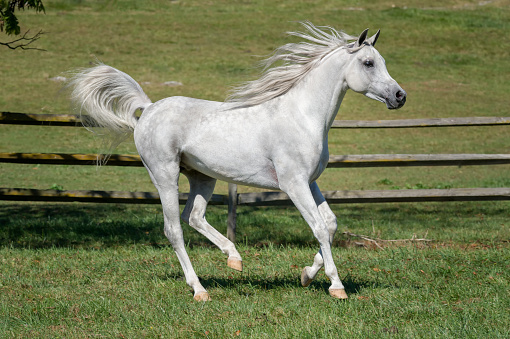 Horse running with mane flying in side view, a very beautiful white Arabian stallion.
