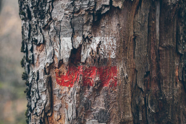 Free picture: wood, nature, tree bark, sign, color, outdoor