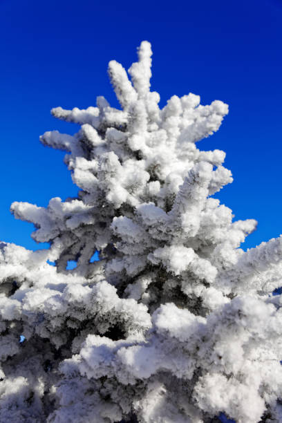istock Close up of a spruce branches under the cap of snow. 936626002