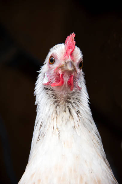Silver Phoenix Chicken Portrait stock photo