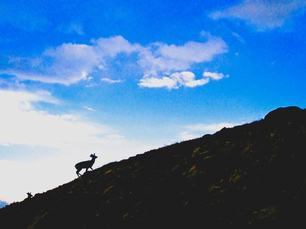 istock silhouette of a deer climbing a mountain 936629650