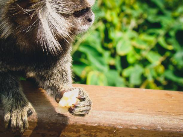 istock Small Monkey holding a piece of banana 936629686