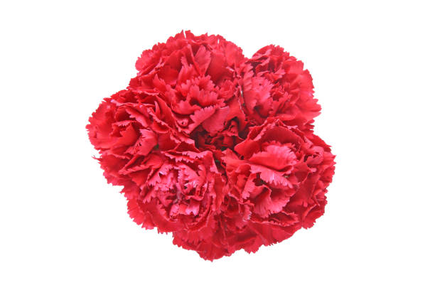 istock Bouquet of carnation 936630052