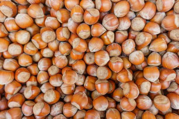 istock lots of hazelnut nuts, walnut natural background 936630092