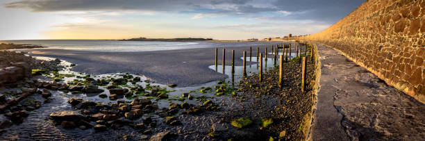 wooden groyne poles at vazon bay, guernsey, channel islands - martello towers imagens e fotografias de stock