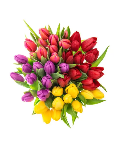 Fresh tulips. Spring flowers red, pink, yellow, purple. Top view