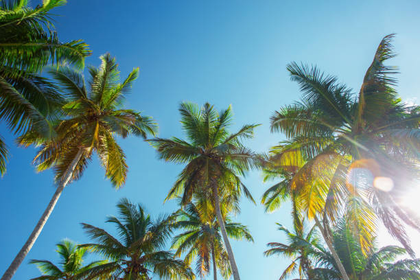 istock tops of high palm trees in sunlight on sky background 936643296