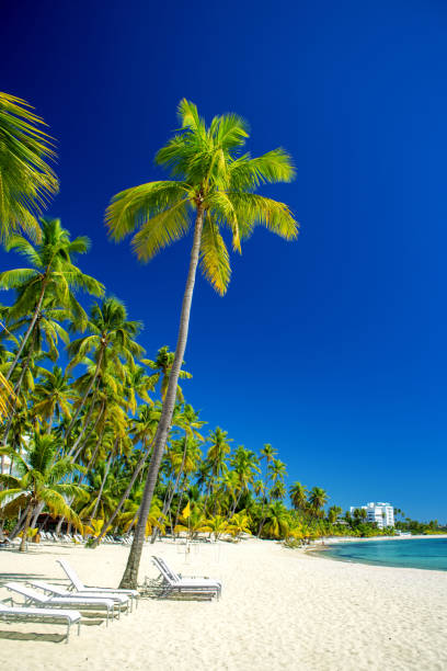 empty beautiful Caribbean beach with white sand and high palm trees stock photo