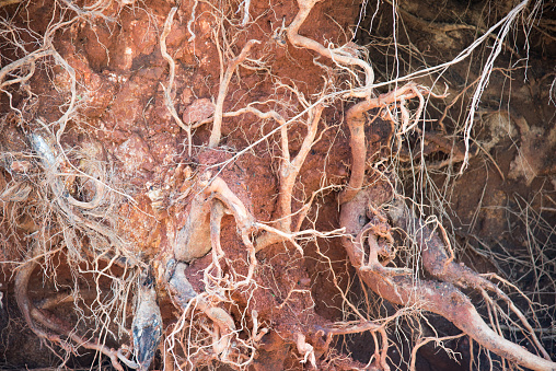 Ams Roots Tree Root Abstract Stock Photo - Download Image Now - 2018, Abstract ...