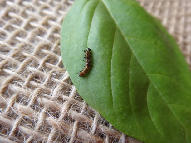 istock Gulf fritillary caterpillar on a leaf 936647506