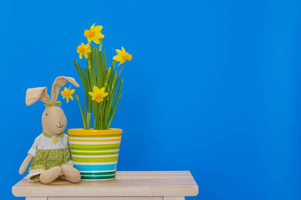 istock Easter bunny with yellow daffodils  isolated on the blue background 936649718