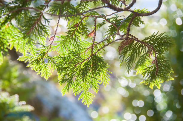 Close up of Incense Cedar tree branch in afternoon sun A close up image of the incense cedar tree taken in the afternoon sun with additional soft folliage in the background. folliage stock pictures, royalty-free photos & images