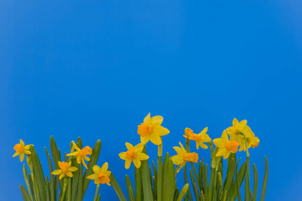 Yellow sprind daffodils isolated on the blue   background
