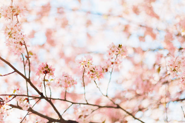 istock Beautiful sakura or cherry blossom with soft focus. Blue sky background. Spring time. 936650248