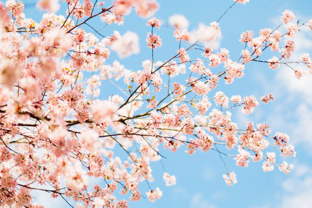 istock Beautiful sakura or cherry blossom with soft focus. Blue sky background. Spring time. 936650262