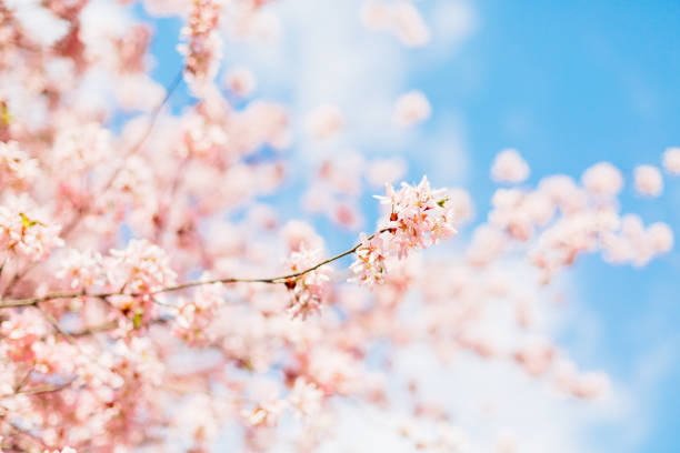 istock Beautiful sakura or cherry blossom with soft focus. Blue sky background. Spring time. 936650266