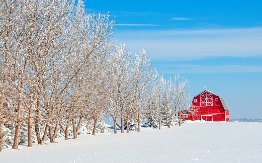Red barn and snow covered field with blue sky and poplar trees
