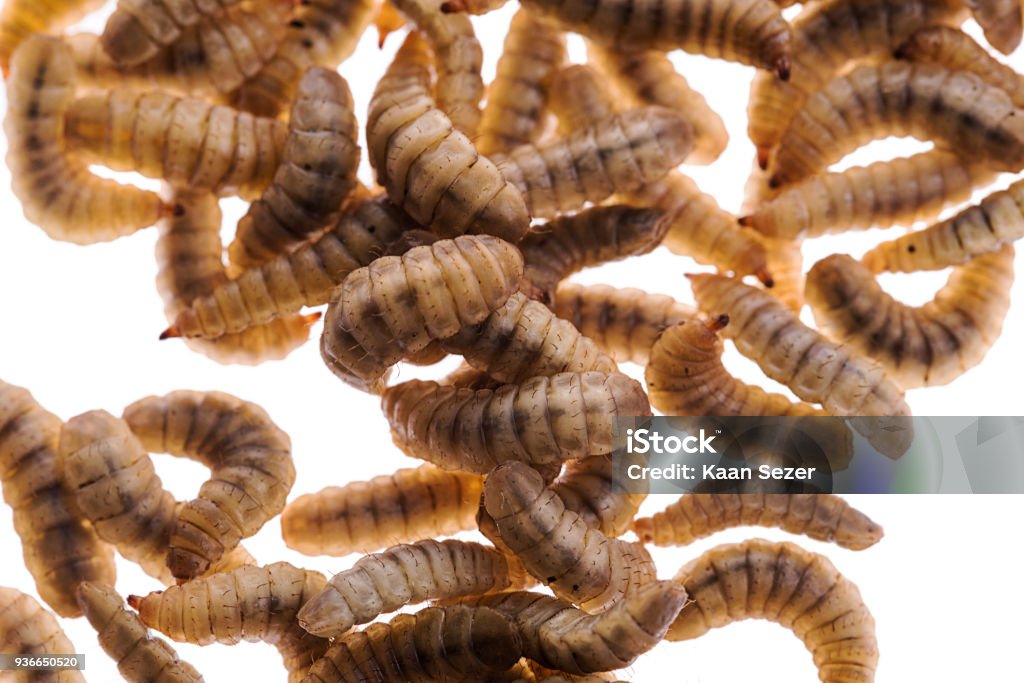 Phoenix Worm Isolated White Background Stock Photo - Download Image Now -  Worm, Animal Body Part, Animal Head - iStock