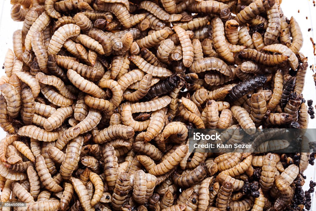 Phoenix Worms Stock Photo - Download Image Now - Animal Body Part, Animal  Head, Bare Tree - iStock