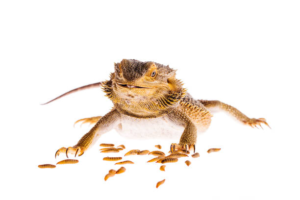 istock Bearded dragon eating black soldier fly larva white background 936650736