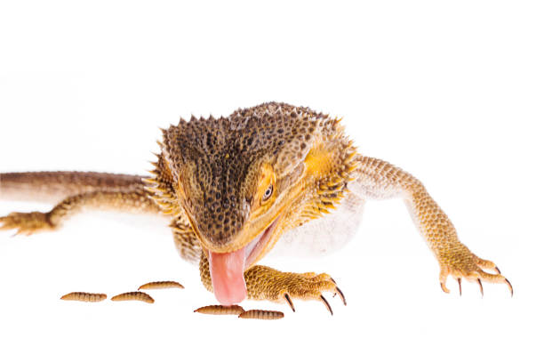istock Bearded dragon eating black soldier fly larva white background 936650742